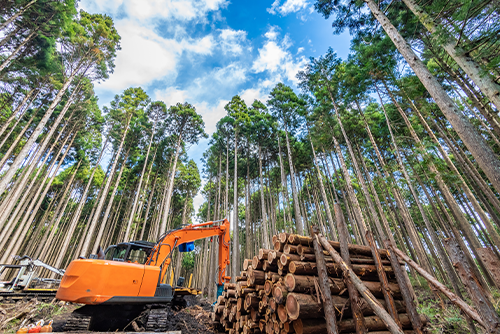 育林が目指すもの